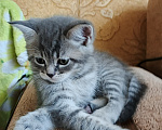 Кошки в Севастополе: Шотландский прямоухий котёнок Мальчик, 13 000 руб. - фото 9