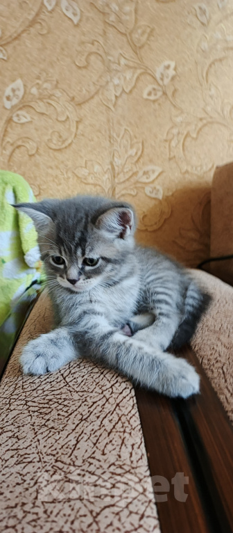 Кошки в Севастополе: Шотландский прямоухий котёнок Мальчик, 13 000 руб. - фото 9