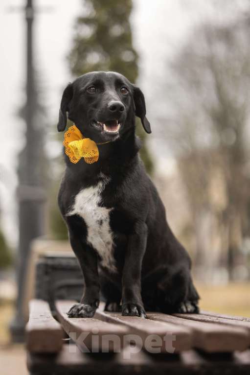 Собаки в Москве: Записка, дерево и брошенная такса — история Найды Девочка, Бесплатно - фото 2