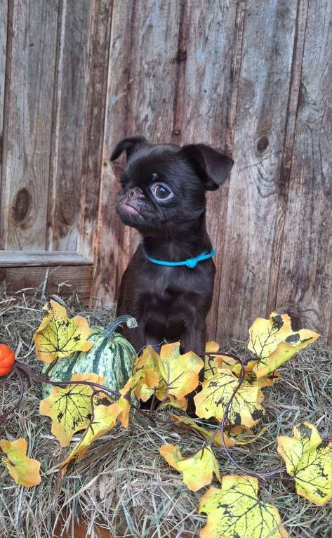 Собаки в Москве: Щенок пти брабансон мальчик Мальчик, 130 000 руб. - фото 6