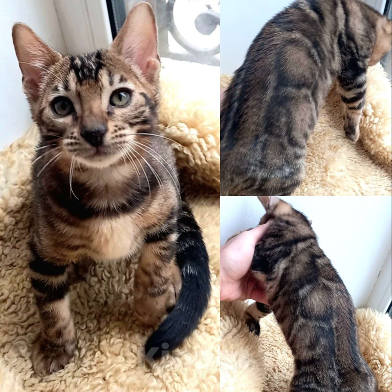 Кошки в Москве: Бенгальский мальчик Мальчик, 25 000 руб. - фото 1