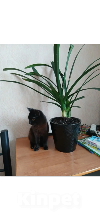 Кошки в Ижевске: Потерялся кот Мальчик, Бесплатно - фото 2