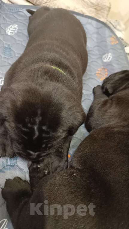 Собаки в других городах Московской области: Щенки  Мальчик, Бесплатно - фото 6