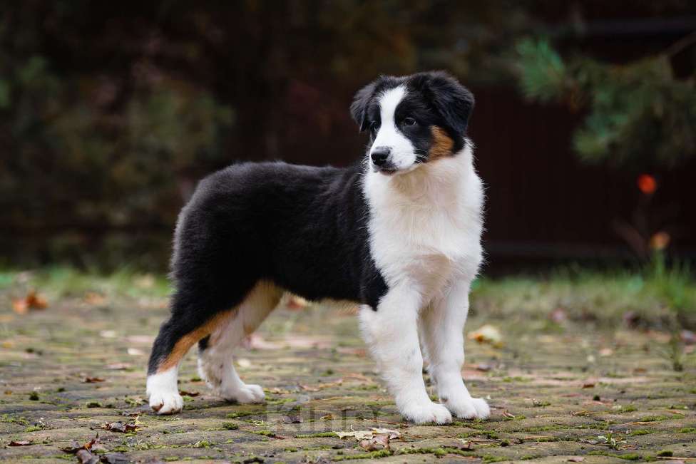 Собаки в Звенигороде: Щенки австралийской овчарки  Девочка, 50 000 руб. - фото 8
