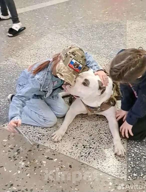 Собаки в Пятигорске: Вязка для матёрого кабеля по кличке Тайфун ! Мальчик, Бесплатно - фото 3