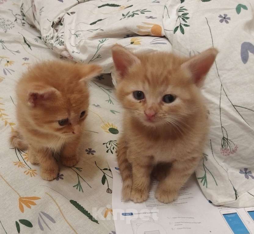 Кошки в Пскове: В добрые руки  Мальчик, 10 руб. - фото 1