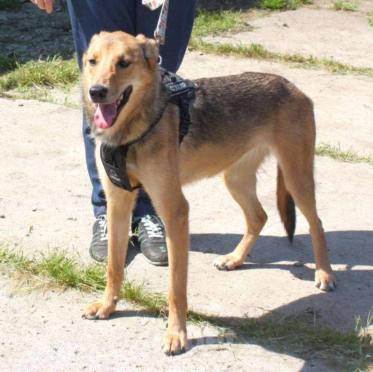 Собаки в Москве: Молоденькая ласкушечка Ариша ждет родную семью всю свою маленькую жизнь!  Девочка, Бесплатно - фото 3