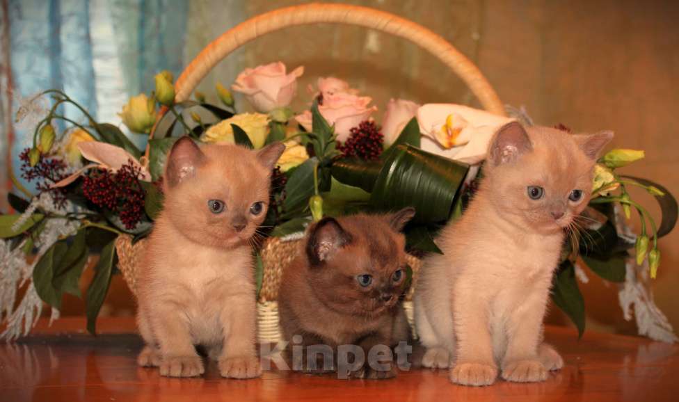 Кошки в Москве: Котики АМЕРИКАНСКОЙ ТРАДИЦИОННОЙ БУРМЫ Мальчик, Бесплатно - фото 1