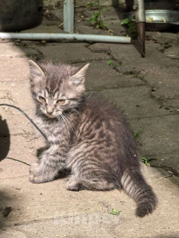 Кошки в Ставрополе: Котёнок  Девочка, 100 руб. - фото 4