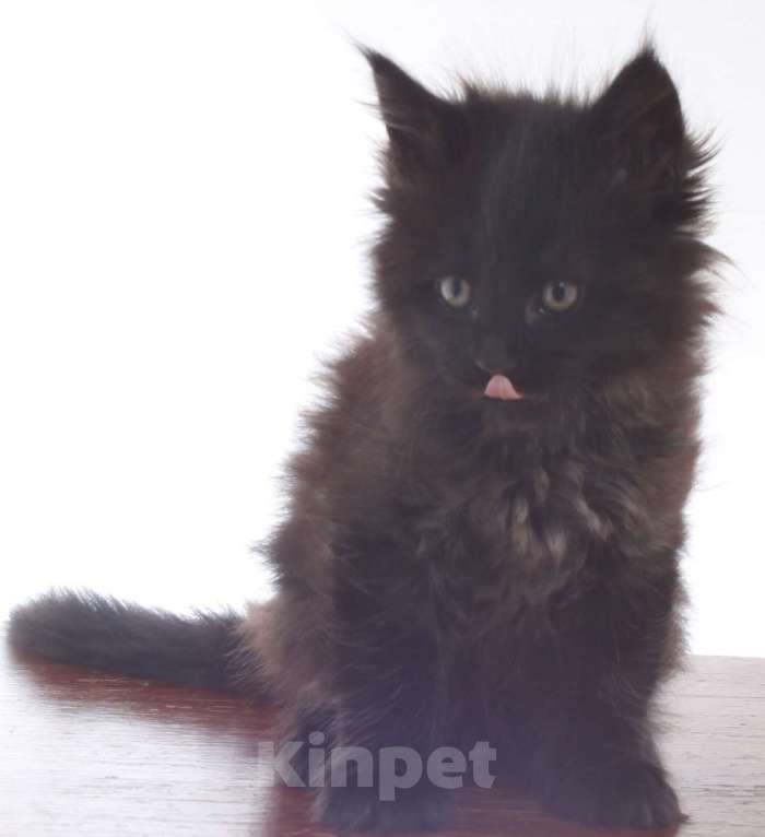 Кошки в Санкт-Петербурге: мейн-кун Девочка, 50 000 руб. - фото 1