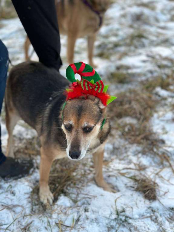 Собаки в Москве: Шуша Девочка, Бесплатно - фото 3