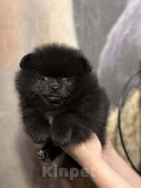 Собаки в Набережных Челнах: Мини мишки Мальчик, 35 000 руб. - фото 3