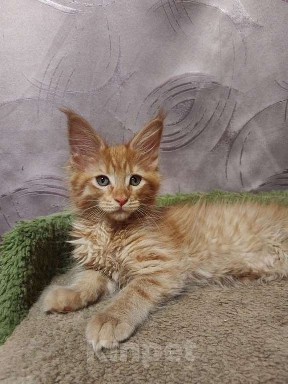 Кошки в Москве: Котик Мальчик, 35 000 руб. - фото 6