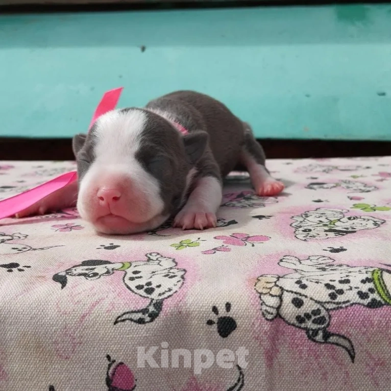 Собаки в Оренбурге: Щенки Стаффа Мальчик, 50 000 руб. - фото 2