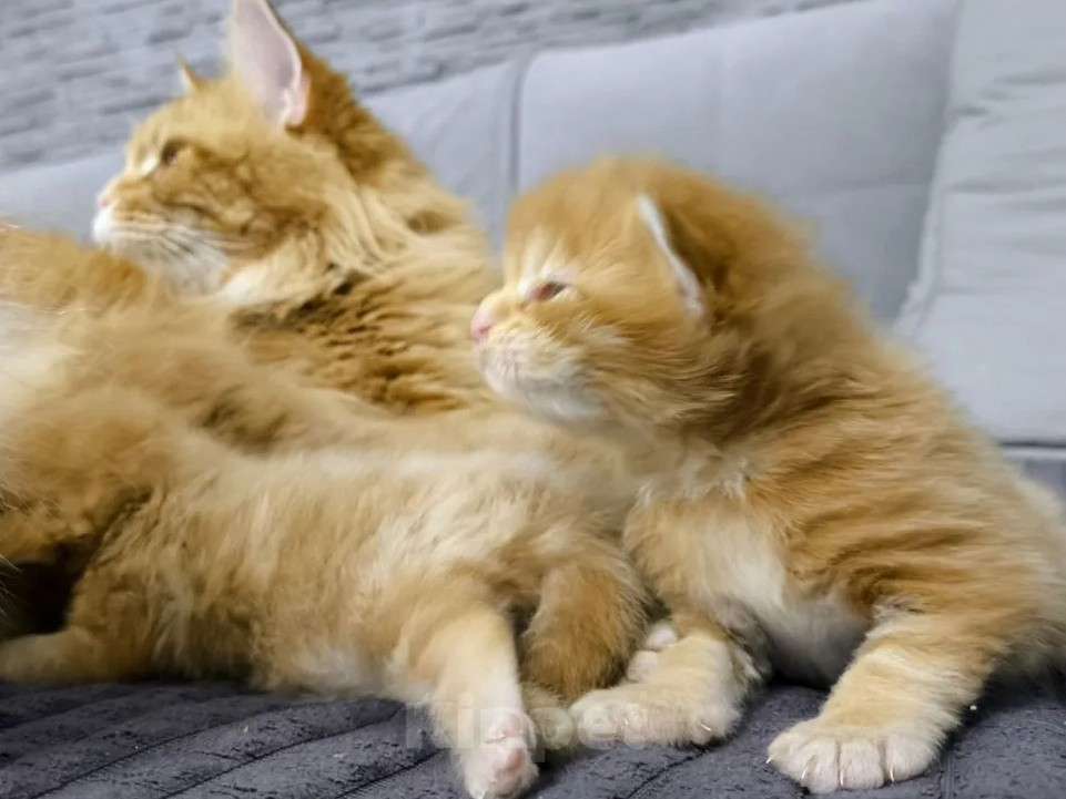 Кошки в Новосибирске: Котенок мейн-кун девочка Девочка, 15 000 руб. - фото 4