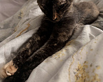 Кошки в Казани: Кошечка-химера в добрые руки Девочка, Бесплатно - фото 2