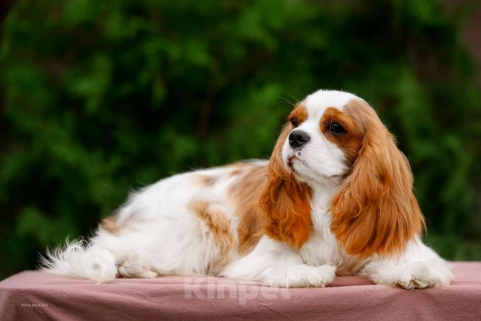 Собаки в Ярославле: Кавалер Кинг Чарльз спаниель,подросток  Мальчик, 120 000 руб. - фото 5