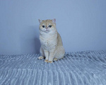 Кошки в Москве: Кошка британская золотая шиншилла  Девочка, 40 000 руб. - фото 3