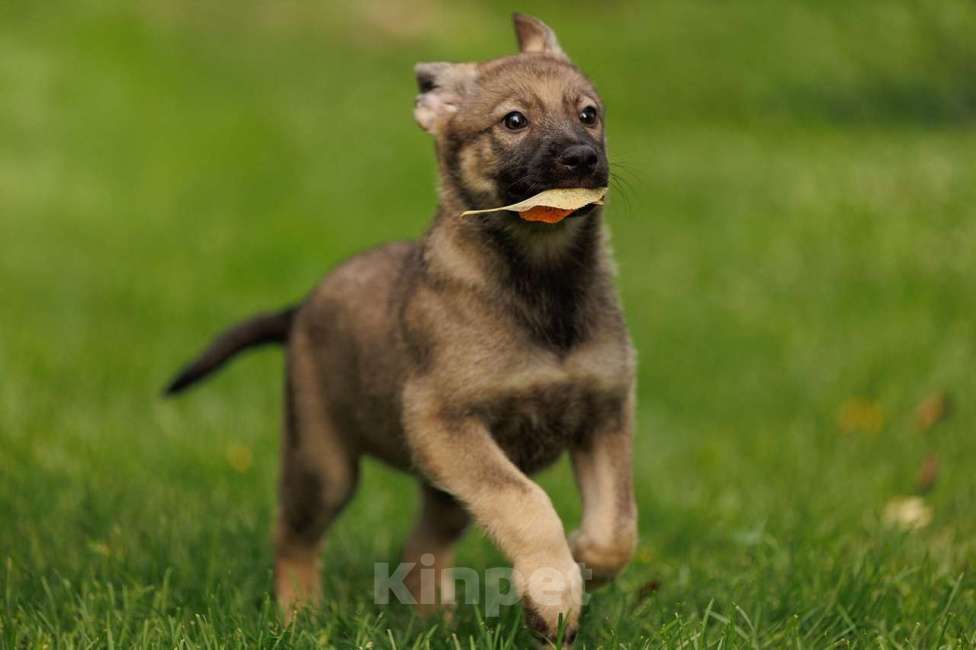 Собаки в Бронницах: Письмо от щенка Девочка, Бесплатно - фото 3