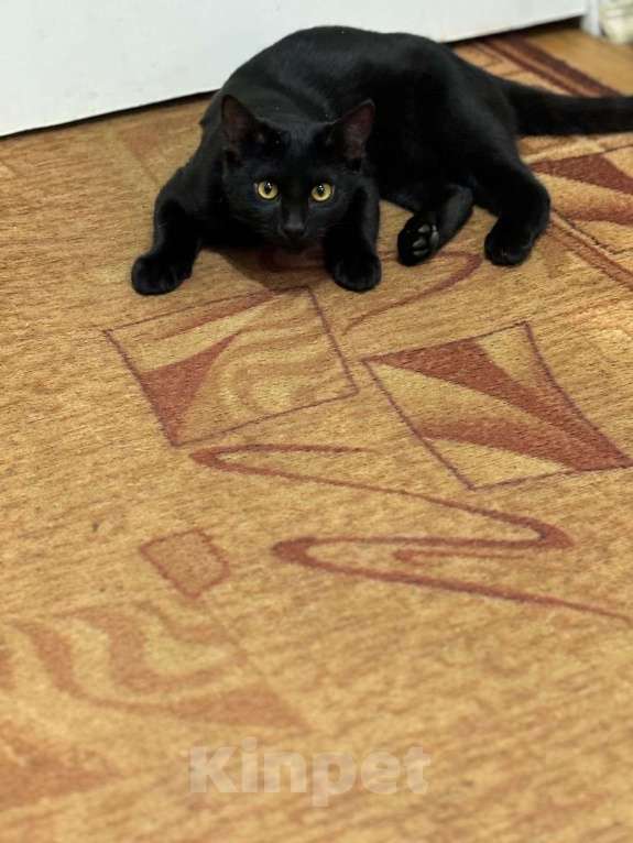 Кошки в Москве: Красивый котик ищет свою семью  Мальчик, Бесплатно - фото 5