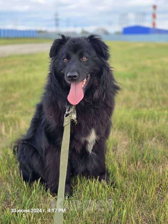 Собаки в Сургуте: Ласковый друг Мальчик, 500 руб. - фото 6