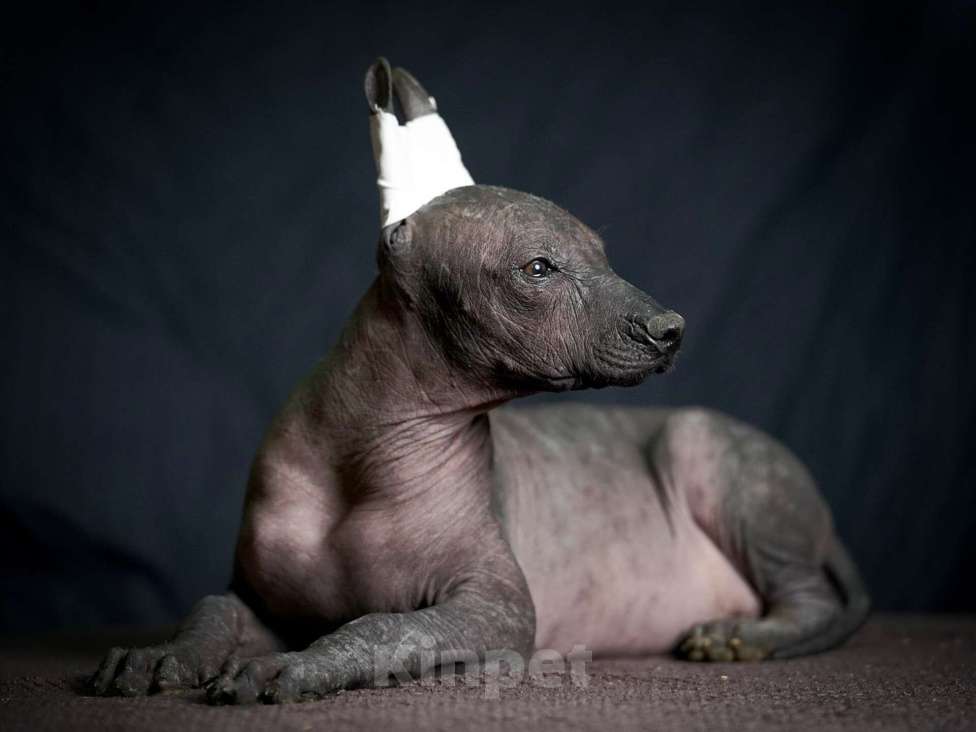 Собаки в Москве: Ксолоитцкуинтли стандартного размера  Девочка, Бесплатно - фото 8