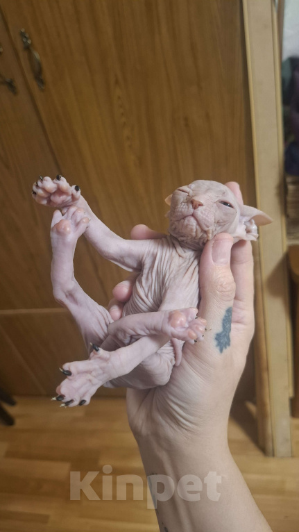 Кошки в Санкт-Петербурге: Котенок донского сфинкса Девочка, 15 000 руб. - фото 3