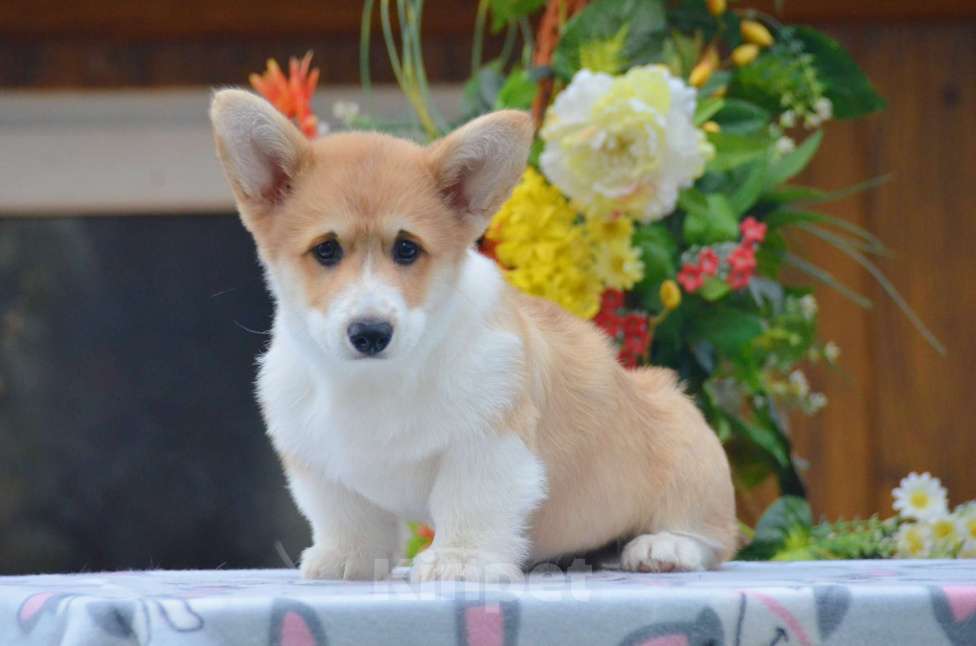 Собаки в Твери: Щенок Вельш Корги Пемброк Девочка, 50 000 руб. - фото 7