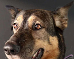 Собаки в Мытищах: Метис овчарки Джули ищет дом Девочка, Бесплатно - фото 3