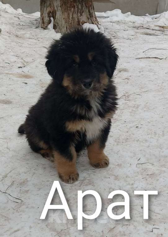 Собаки в Магнитогорске: Банхар(монгольский Волкодав)  Мальчик, 30 000 руб. - фото 6