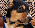 Собаки в Бийске: Кобель САО, чёрно-подпалого окраса, 3 мес. Мальчик, 10 000 руб. - фото 1