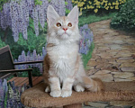 Кошки в Собинке: Бридовая кошка Мейн-кун из питомника, 35 000 руб. - фото 7
