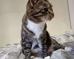 Кошки в Полярном: Кошка стерилизованная, Бесплатно - фото 3