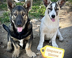 Собаки в Москве: Щенки коротколапики в дар, Бесплатно - фото 1