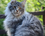Кошки в Тольятти: Котик мейн кун полидакт Мальчик, 30 000 руб. - фото 1
