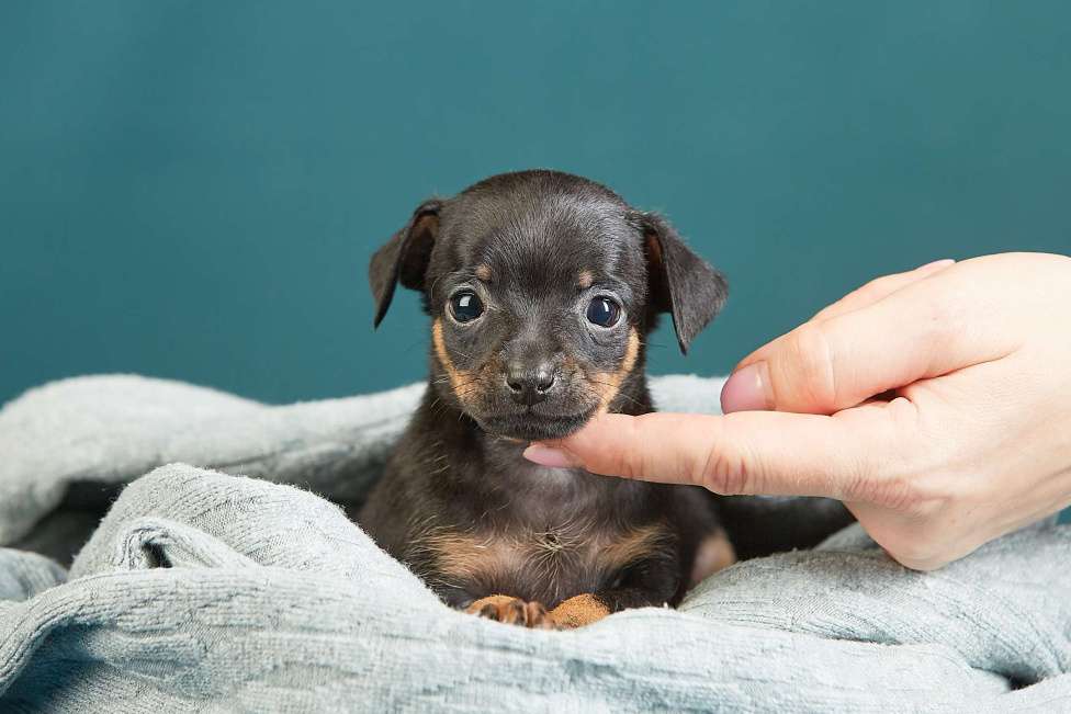Собаки в Вологде: Предлагаются к продаже Мальчик, Бесплатно - фото 4