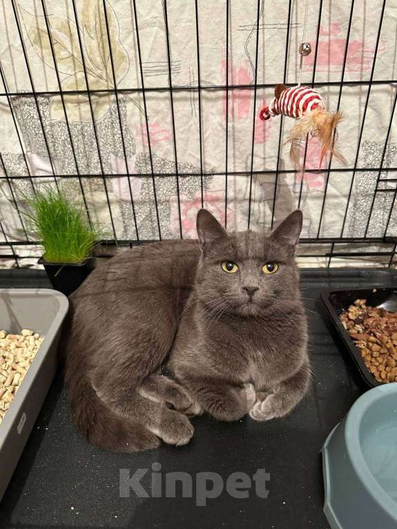 Кошки в Москве: Котик ищет семью Мальчик, Бесплатно - фото 2