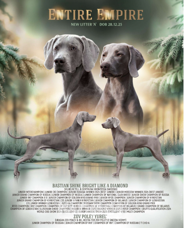 Собаки в Видном: Щенки Веймаранера Мальчик, 80 000 руб. - фото 5