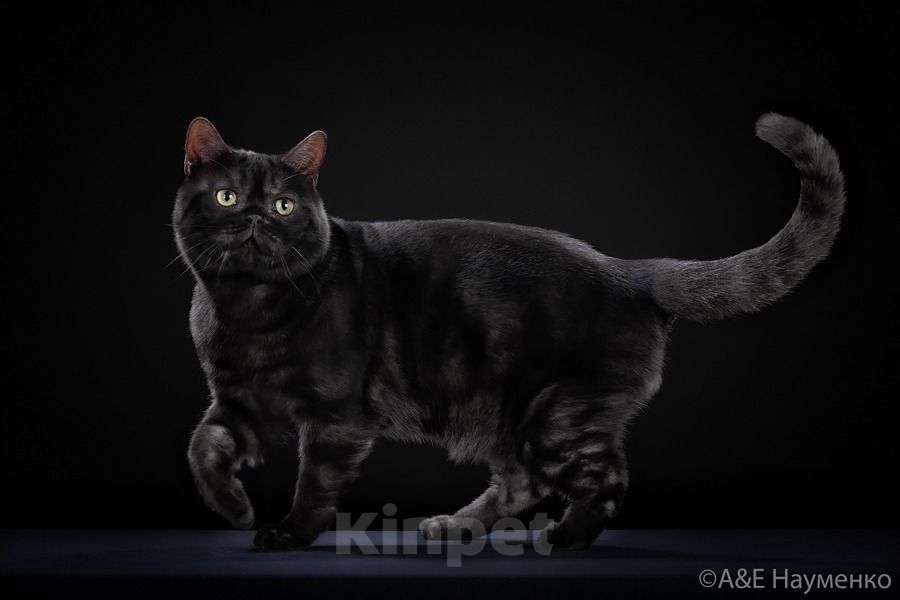 Кошки в Москве: Американский короткошерстный кот, импорт США Мальчик, Бесплатно - фото 4