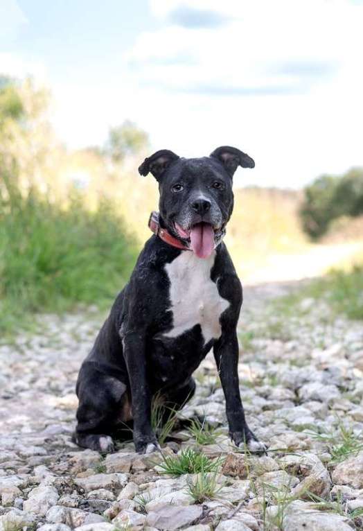 Собаки в Москве: Стаффордширский терьер Юта — собака-улыбака в дар Девочка, 1 руб. - фото 6