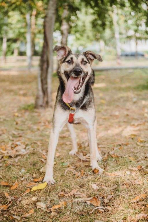 Собаки в Москве: Рокси Девочка, Бесплатно - фото 5