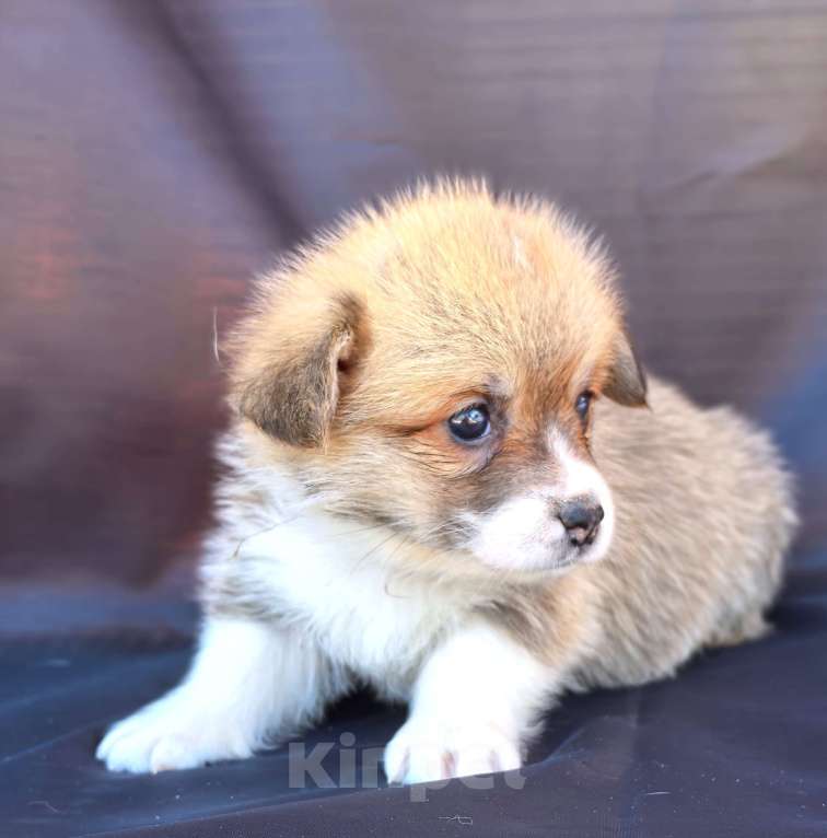 Собаки в Москве: Девочка вельш корги пемброк рыж белая Девочка, 60 000 руб. - фото 5