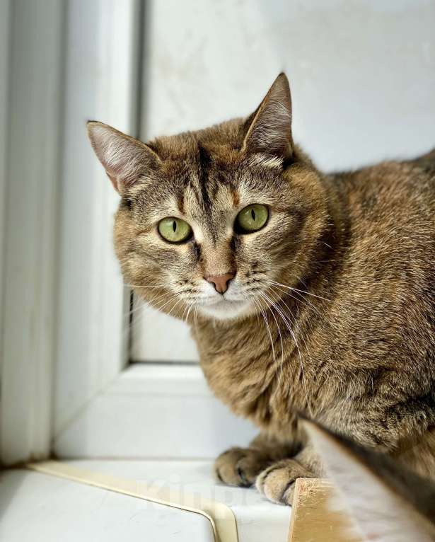 Кошки в Москве: Плюшевая кошечка Сильва в добрые руки Девочка, Бесплатно - фото 5