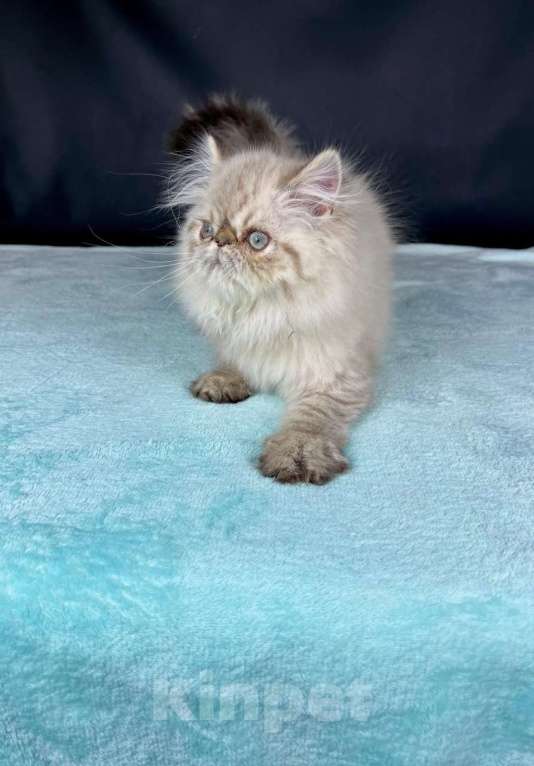 Кошки в Яхроме: Ручной, мурлыкающий игрун))) Персидский, голубоглазый котенок. Мальчик, 45 000 руб. - фото 3