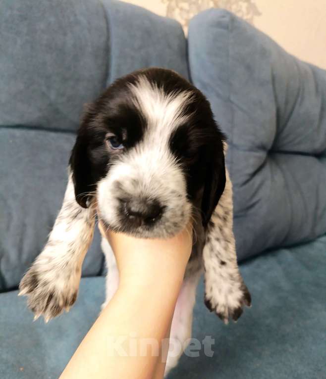 Собаки в других городах Новосибирской области: Мальчик Мальчик, 10 000 руб. - фото 1