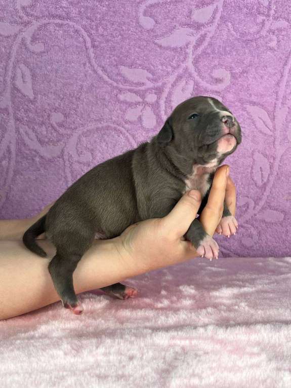 Собаки в Москве: Шикарная девочка амстаффа Девочка, 140 000 руб. - фото 2