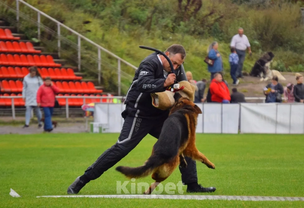 Собаки в Твери: подрощенные щенки неемецкой овчарки Девочка, 60 000 руб. - фото 7