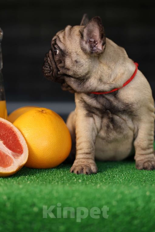 Собаки в Москве: Щенок французского бульдога  Девочка, 50 000 руб. - фото 3