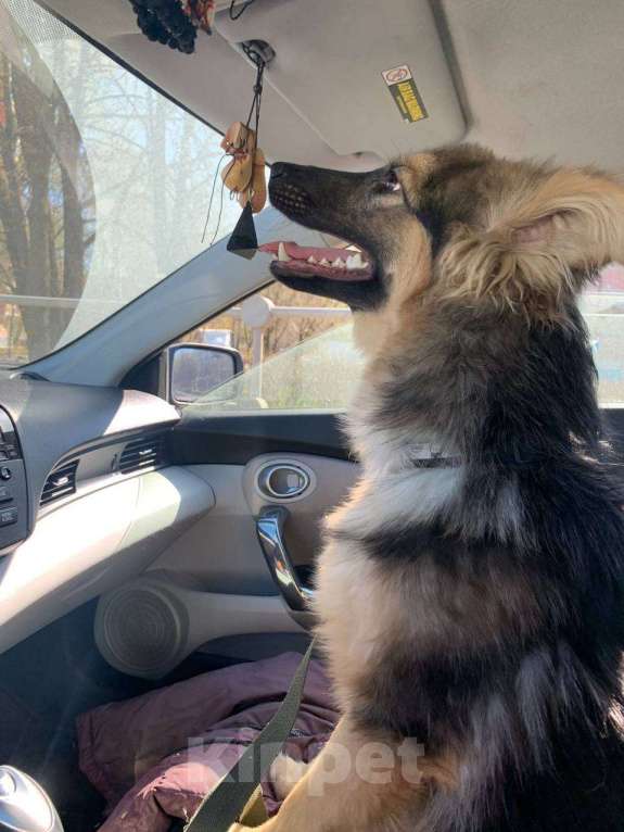 Собаки в Лобне: Метис в добрые руки Мальчик, Бесплатно - фото 4