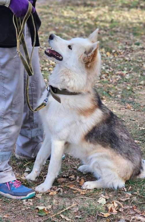 Собаки в других городах Московской области: Собака ждет дружную семью Мальчик, Бесплатно - фото 4